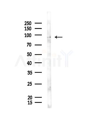 BCAR3 Antibody - Western blot analysis of lysates from Rat liver, using BCAR3 Antibody at 1/1000 dilution.