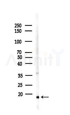 TUSC2 Antibody - Western blot analysis of lysates from K562 cells(heat-shock,45min treatment), using TUSC2 Antibody at 1/1000 dilution.