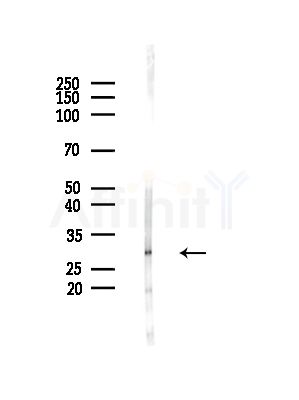 HOXC6 Antibody - Western blot analysis of lysates from Mouse testis, using HOXC6 Antibody at 1/1000 dilution.