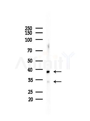TACD2 Antibody - Western blot analysis of lysates from Mouse liver, using TACD2 Antibody at 1/1000 dilution.
