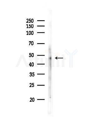 ZNF24 Antibody - Western blot analysis of lysates from MCF7 cells(heat-shock,45min treatment), using ZNF24 Antibody at 1/1000 dilution.