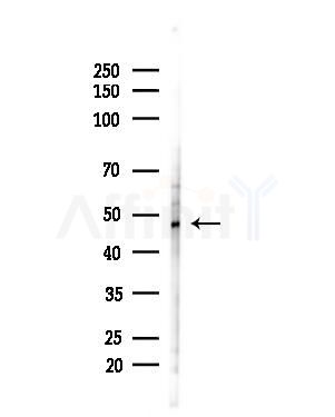 ZNF24 Antibody - Western blot analysis of lysates from Hela cells(heat-shock,45min treatment), using ZNF24 Antibody at 1/1000 dilution.