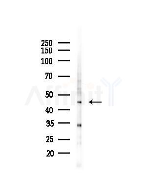 ZNF24 Antibody - Western blot analysis of lysates from Mouse liver, using ZNF24 Antibody at 1/1000 dilution.