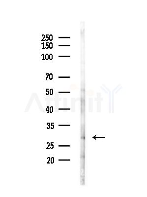 ATF3 Antibody - Western blot analysis of lysates from HepG2 cells(LPS,4h treatment), using ATF3 Antibody at 1/1000 dilution.