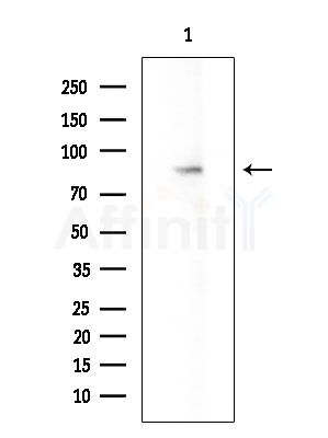 CDC2L1 Antibody - Western blot analysis of extracts from Mouse brain, using CDC2L1 Antibody at 1/1000 dilution.