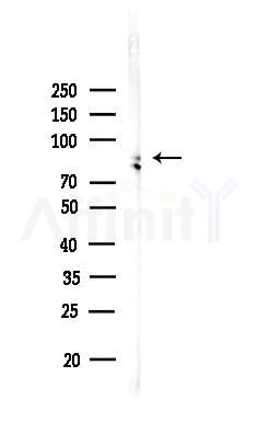 CDC2L1 Antibody - Western blot analysis of lysates from Mouse brain, using CDC2L1 Antibody at 1/1000 dilution.