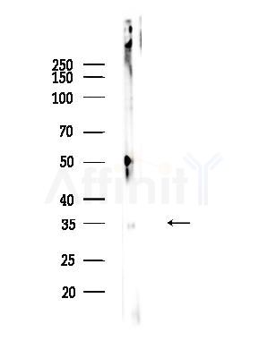 PTX3 Antibody - Western blot analysis of lysates from COLO205 cells, using PTX3 Antibody at 1/1000 dilution.