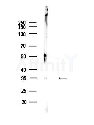 PTX3 Antibody - Western blot analysis of lysates from COLO205 cells, using PTX3 Antibody at 1/1000 dilution.