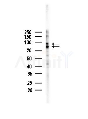 MARK3 Antibody - Western blot analysis of lysates from LoVo cells(heat-shock,45min treatment), using MARK3 Antibody at 1/1000 dilution.