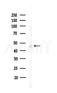 TEAD1 Antibody - Western blot analysis of lysates from Hela cells(heat-shock,45min treatment), using TEAD1 Antibody at 1/1000 dilution.