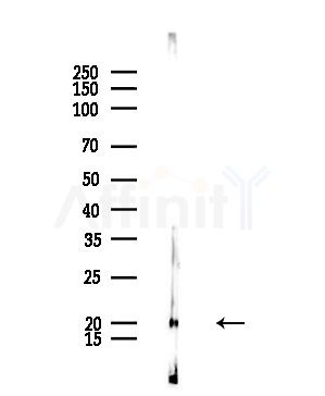 PPIF Antibody - Western blot analysis of lysates from Rat brain, using PPIF Antibody at 1/1000 dilution.