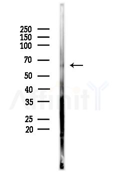 ELF1 Antibody - Western blot analysis of lysates from Mouse testis, using ELF1 Antibody at 1/1000 dilution.