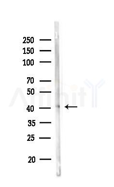 CD153 Antibody - Western blot analysis of lysates from Mouse brain, using CD153 Antibody at 1/1000 dilution.