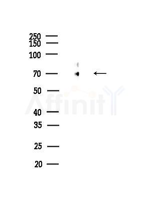 CSTF2 Antibody - Western blot analysis of lysates from Rat testis, using CSTF2 Antibody at 1/1000 dilution.