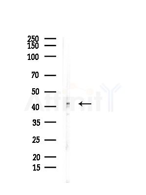 TCF7 Antibody - Western blot analysis of lysates from COLO205 cells, using TCF7 Antibody at 1/1000 dilution.