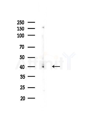 hnRNP G Antibody - Western blot analysis of lysates from Mouse brain, using hnRNP G Antibody at 1/1000 dilution.