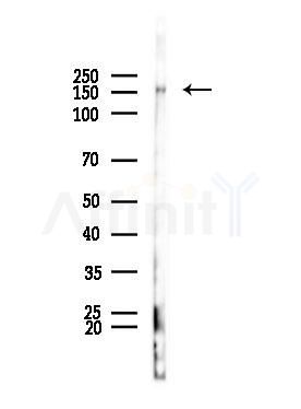 CUTL1 Antibody - Western blot analysis of lysates from Rat brain, using CUTL1 Antibody at 1/1000 dilution.