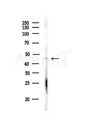 TISD Antibody - Western blot analysis of lysates from Rat lung, using TISD Antibody at 1/1000 dilution.