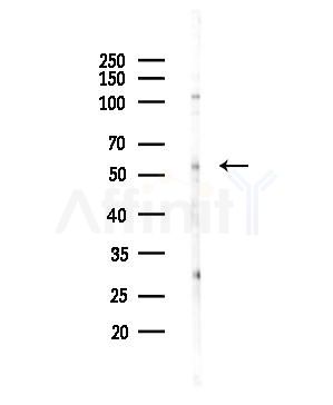 CLK1 Antibody - Western blot analysis of lysates from MDA-MB-231 cells, using CLK1 Antibody at 1/1000 dilution.
