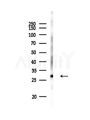 BAP31 Antibody - Western blot analysis of lysates from Rat lung, using BAP31 Antibody at 1/1000 dilution.