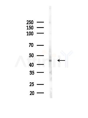 ZNF75 Antibody - Western blot analysis of lysates from Mouse brain, using ZNF75 Antibody at 1/1000 dilution.