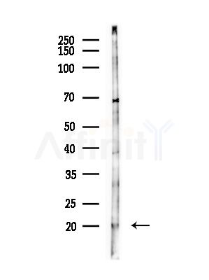 NCBP2 Antibody - Western blot analysis of lysates from Hela cells(LPS,4h treatment), using NCBP2 Antibody at 1/1000 dilution.