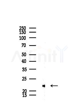 CEBPG Antibody - Western blot analysis of lysates from Rat liver, using CEBPG Antibody at 1/1000 dilution.