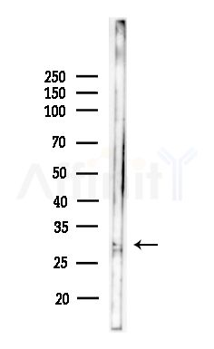 DLX5 Antibody - Western blot analysis of lysates from Mouse lung, using DLX5 Antibody at 1/1000 dilution.