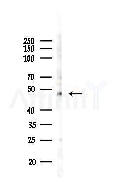 IRX1 Antibody - Western blot analysis of lysates from Mouse brain, using IRX1 Antibody at 1/1000 dilution.