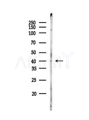 ELAVL2 Antibody - Western blot analysis of lysates from A375 cells(LPS, 4h treatment), using ELAVL2 Antibody at 1/1000 dilution.