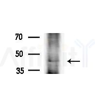 CDK10 Antibody - Western blot analysis of extracts from Rat brain, using CDK10 Antibody at 1/1000 dilution.
