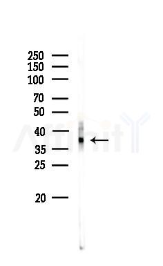 ANKRD1 Antibody - Western blot analysis of lysates from Rat lung, using ANKRD1 Antibody at 1/1000 dilution.