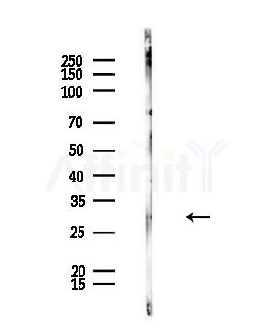 SURF1 Antibody - Western blot analysis of lysates from Rat brain, using SURF1 Antibody at 1/1000 dilution.