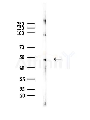 TRIP13 Antibody - Western blot analysis of lysates from Rat brain, using TRIP13 Antibody at 1/1000 dilution.