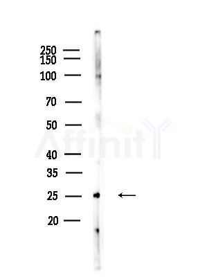 RhoH Antibody - Western blot analysis of lysates from Rat testis, using RhoH Antibody at 1/1000 dilution.