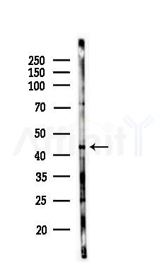 MAPK3 Antibody - Western blot analysis of lysates from 3T3-L1 P6(LPS, 4h treatment), using MAPK3 Antibody at 1/1000 dilution.
