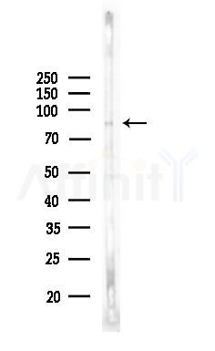 MAPK6/ERK3 Antibody - Western blot analysis of lysates from 3T3-L1 P6(LPS, 4h treatment), using MAPK6/ERK3 Antibody at 1/1000 dilution.