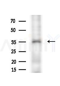 SFXN4 Antibody - Western blot analysis of extracts from MCF7 cells(heat-shock,45min treatment), using SFXN4 Antibody at 1/1000 dilution.
