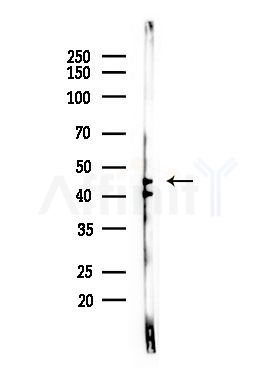 MAEA Antibody - Western blot analysis of lysates from LoVo cells(heat-shock,45min treatment), using MAEA Antibody at 1/1000 dilution.