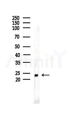 MOB1A Antibody - Western blot analysis of lysates from B16F10-LUC cells(UV,30min treatment), using MOB1A Antibody at 1/1000 dilution.
