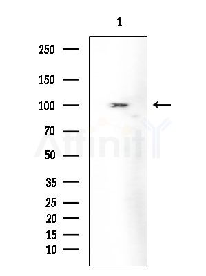 FUK Antibody - Western blot analysis of extracts from Rat brain, using FUK Antibody at 1/1000 dilution.