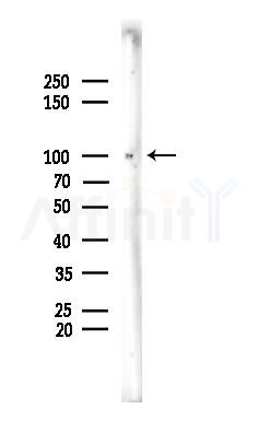 FUK Antibody - Western blot analysis of lysates from Rat brain, using FUK Antibody at 1/1000 dilution.