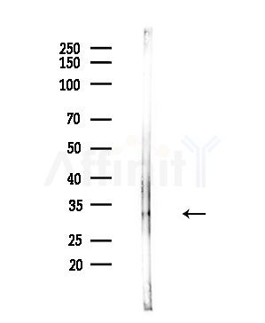 SPIC Antibody - Western blot analysis of lysates from Mouse testis, using SPIC Antibody at 1/1000 dilution.