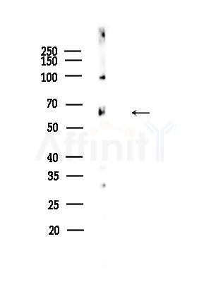 ZNF397 Antibody - Western blot analysis of lysates from Rat testis, using ZNF397 Antibody at 1/1000 dilution.