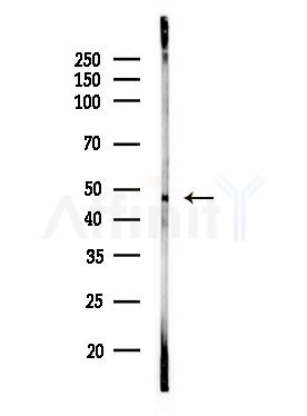 IPMK Antibody - Western blot analysis of lysates from Rat liver, using IPMK Antibody at 1/1000 dilution.