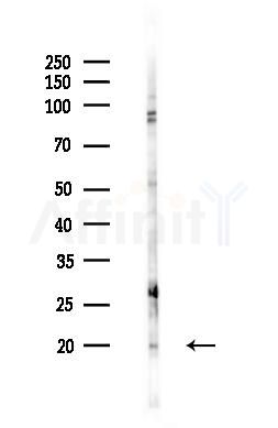 PPP1R14C Antibody - Western blot analysis of lysates from RAW264.