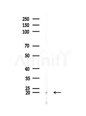 LMO3 Antibody - Western blot analysis of lysates from Mouse muscle, using LMO3 Antibody at 1/1000 dilution.