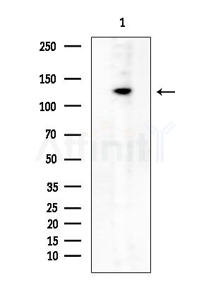 RIN3 Antibody - Western blot analysis of extracts from Rat brain, using RIN3 Antibody at 1/1000 dilution.