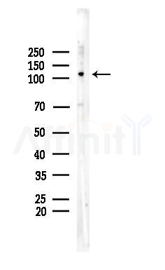 RIN3 Antibody - Western blot analysis of lysates from Rat brain, using RIN3 Antibody at 1/1000 dilution.