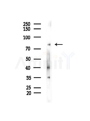 ES8L1 Antibody - Western blot analysis of lysates from Mouse muscle, using ES8L1 Antibody at 1/1000 dilution.